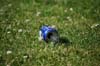 indiangalleri/103/2/DSC_0172.jpg